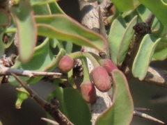 Ximenia