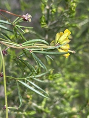 Rhynchosia ferulifolia