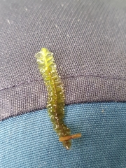 Mesoptychia bantriensis