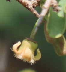 Ximenia
