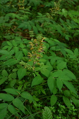 Salvia sinica