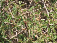 Ximenia