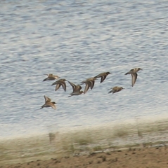 Calidris minuta
