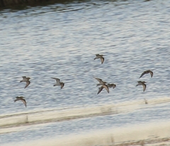 Calidris minuta