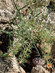 Portulaca suffrutescens