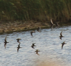 Calidris minuta