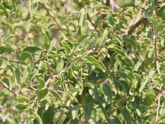 Ximenia