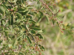 Ximenia