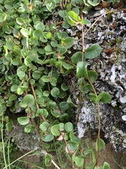 Salix nummularia
