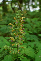 Salvia sinica