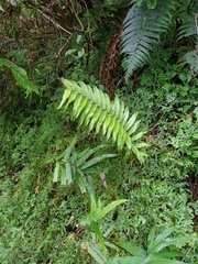 Pneumatopteris callosa