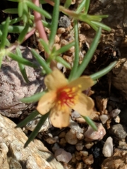 Portulaca suffrutescens