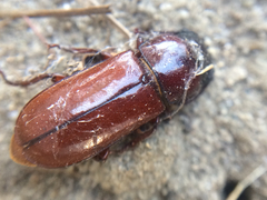 Neandra marginicollis