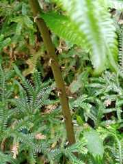 Pneumatopteris callosa