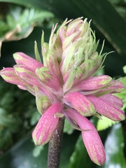 Veltheimia