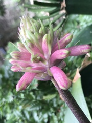 Veltheimia