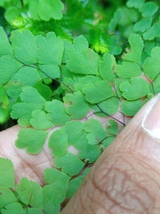 Adiantum tibeticum