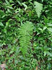 Amauropelta beddomei