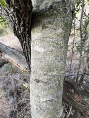 Olea capensis enervis