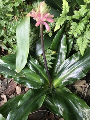 Veltheimia