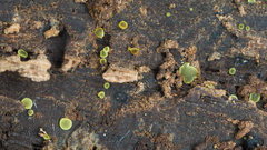 Pezizellaceae