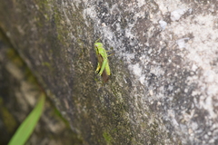 Ognevia longipennis