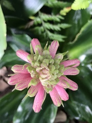 Veltheimia