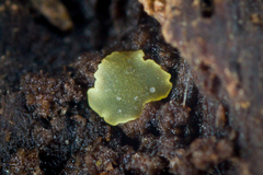 Pezizellaceae