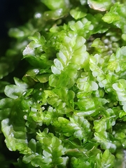 Pedinophyllum interruptum