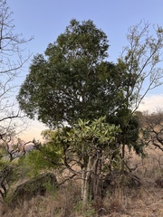 Olea capensis enervis