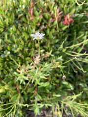 Stellaria peduncularis