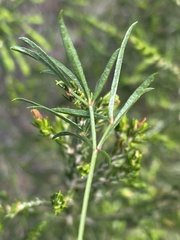 Rhynchosia ferulifolia