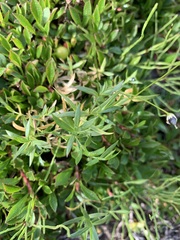 Stellaria peduncularis