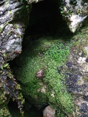 Pedinophyllum interruptum