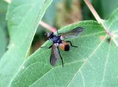 Hemyda obscuripennis