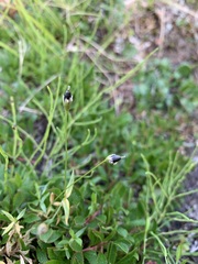 Stellaria peduncularis