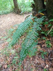 Asplenium truncatum