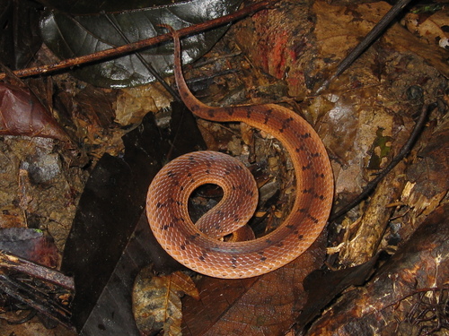 Photo of a Wucherer's Ground Snake (Xenopholis scalaris)