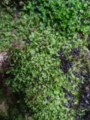 Pedinophyllum interruptum