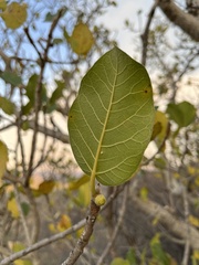 Ficus glumosa