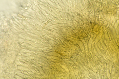 Pezizellaceae
