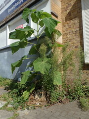 Paulownia tomentosa