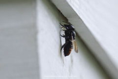 Callomegachile