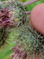 Arctium tomentosum