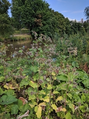 Arctium tomentosum