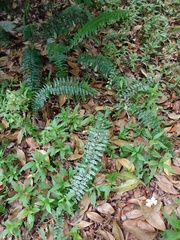 Asplenium truncatum