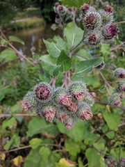 Arctium tomentosum