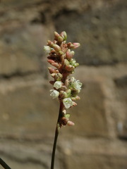Persicaria maculosa
