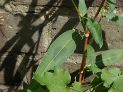 Persicaria maculosa