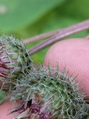Arctium tomentosum